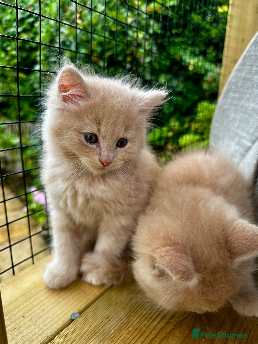Ragcoon cats for sale: Ragdol x Main Coon  - Image 13