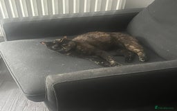 Domestic Shorthair cats for sale: Smokey and Ash.  - Image 5