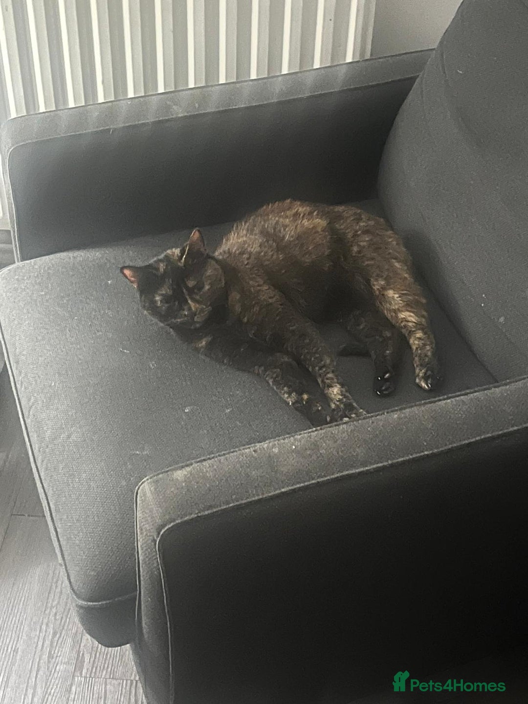 Domestic Shorthair cats for sale: Smokey and Ash.  - Image 5