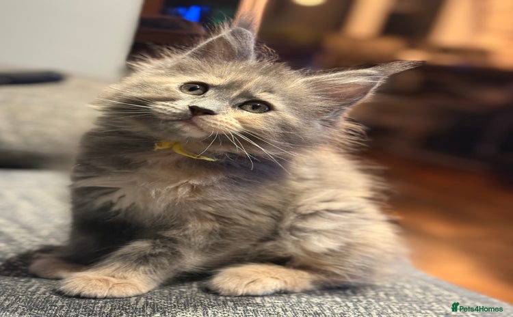 Maine Coon cats - Advert 2