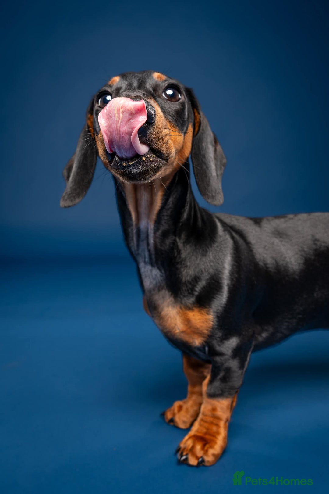 Dachshund dogs for sale: Ziggy 8 month Dachshund  - Image 3