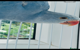 Ringnecks birds for sale: Baby blue Ringneck  - Image 2