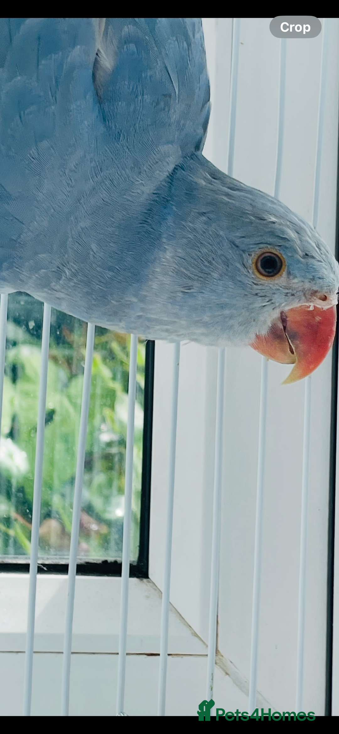 Ringnecks birds for sale: Baby blue Ringneck  - Image 2