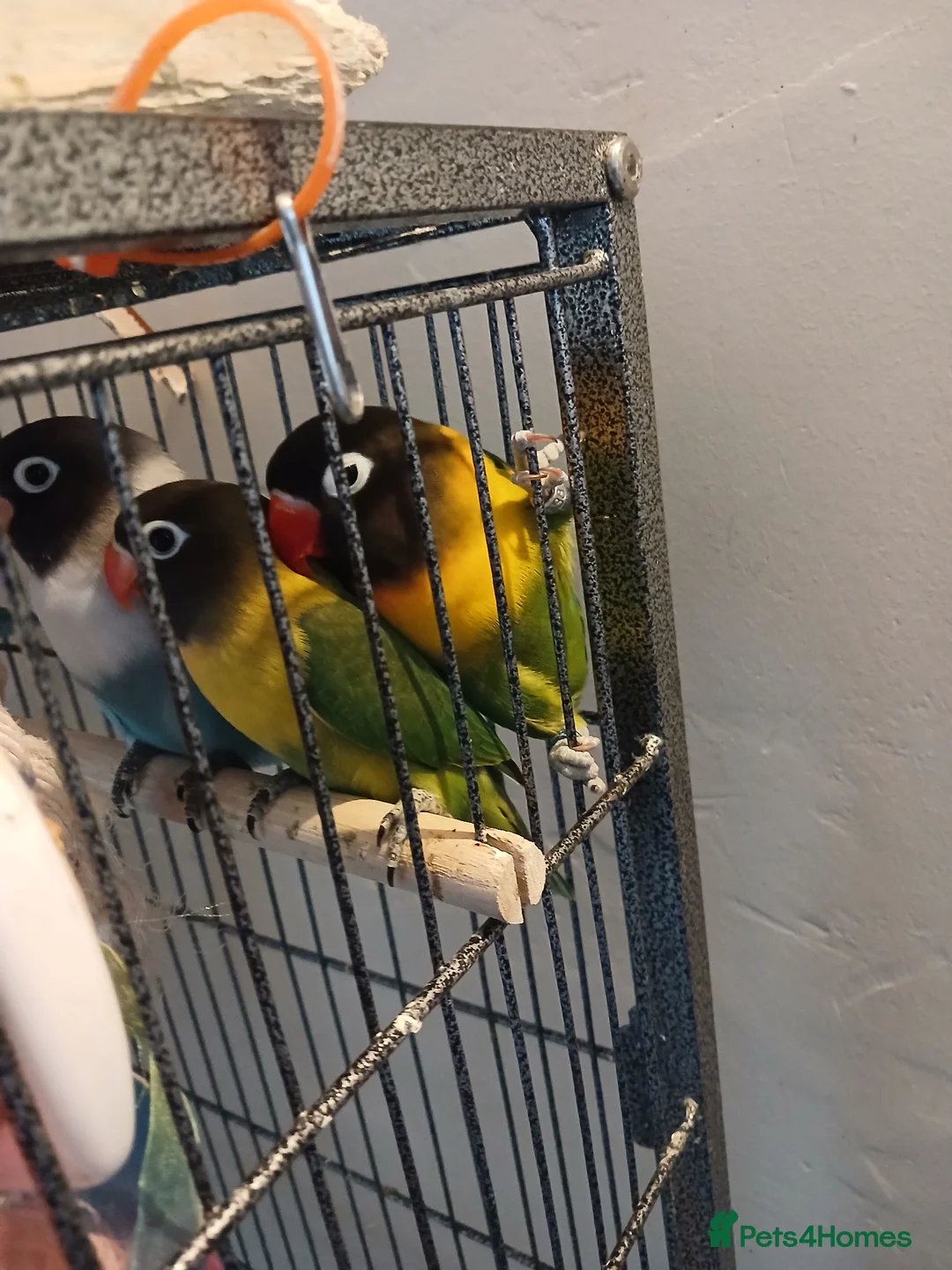 Lovebirds birds for sale: Lovebirds  - Advert 1