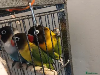 Lovebirds birds Lovebirds - Advert 10