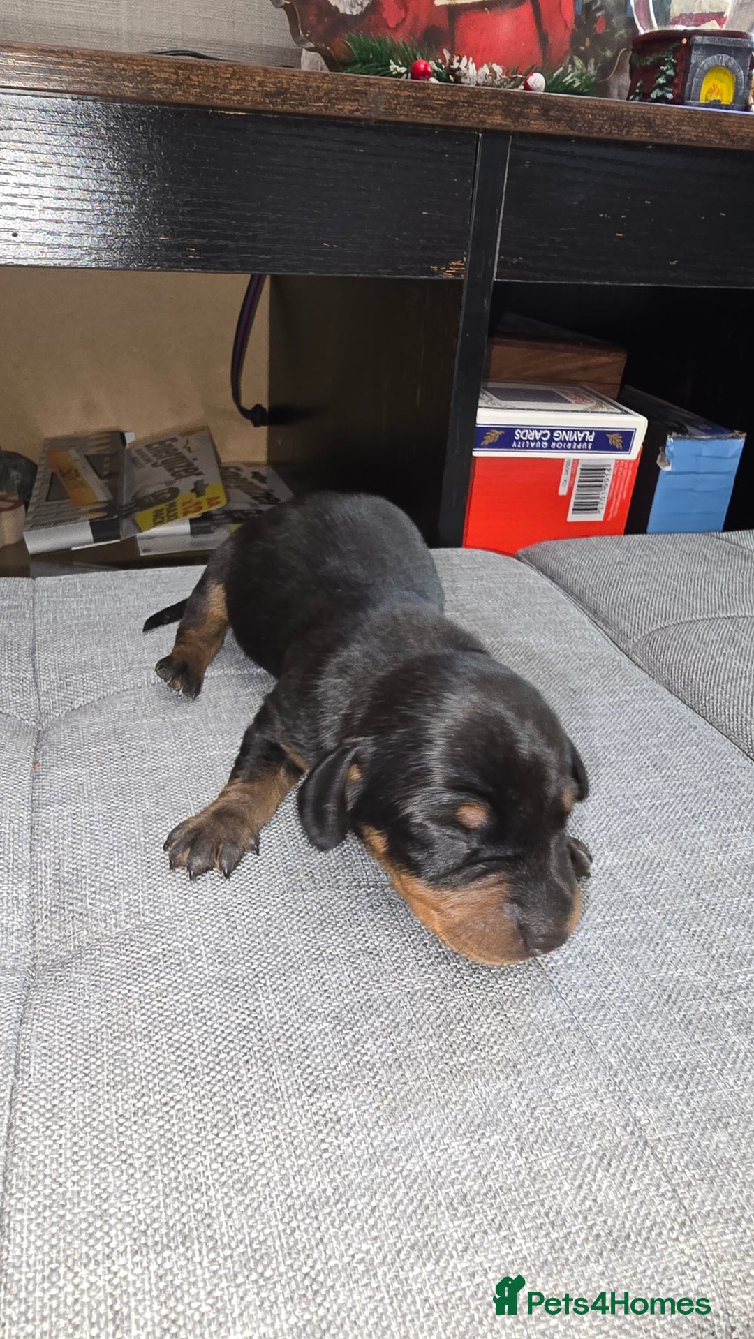 Dachshund dogs for sale: Mini dashhound  - Advert 7