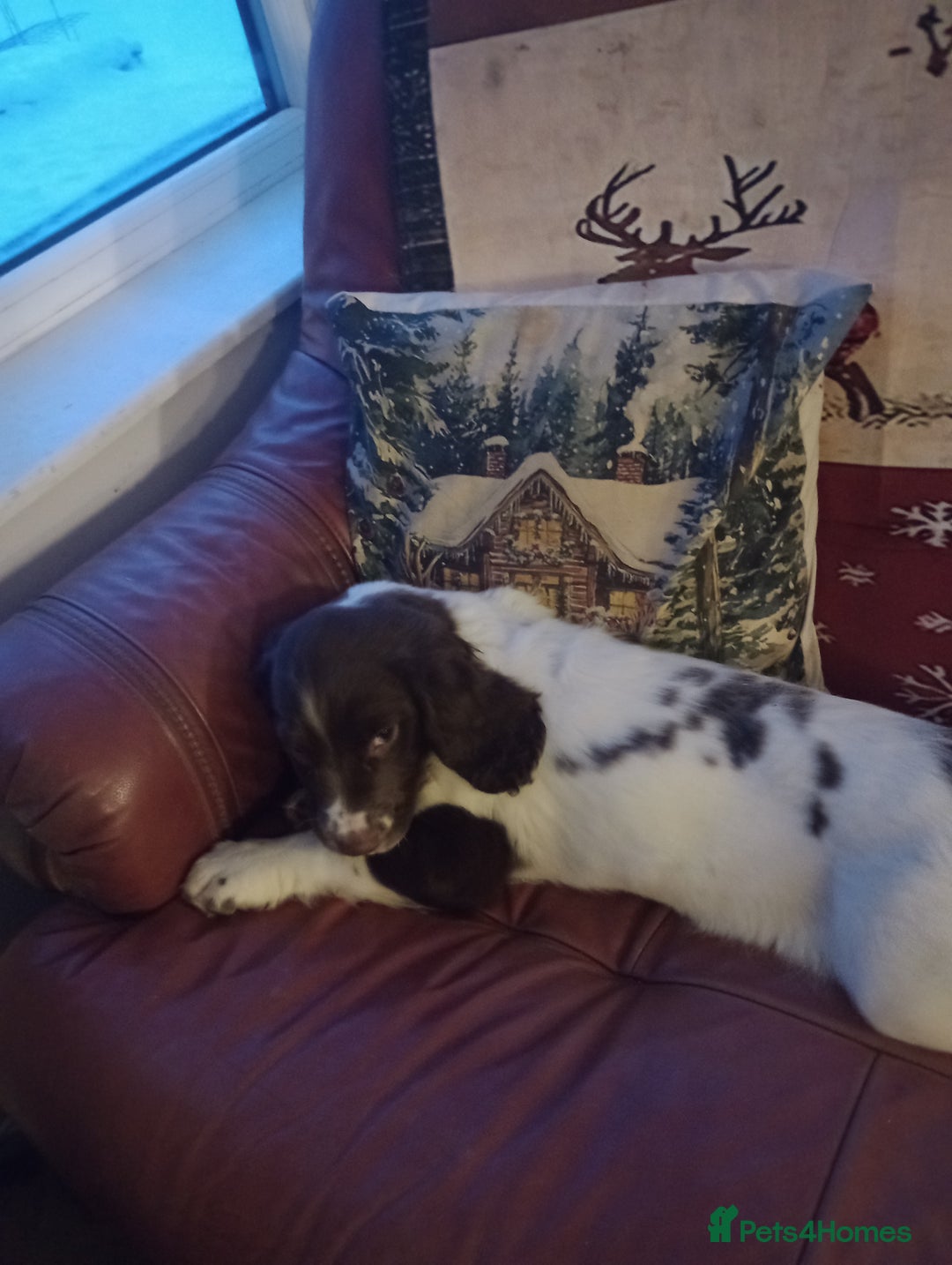 English Springer Spaniel dogs for sale: English springer spaniel  - Advert 4
