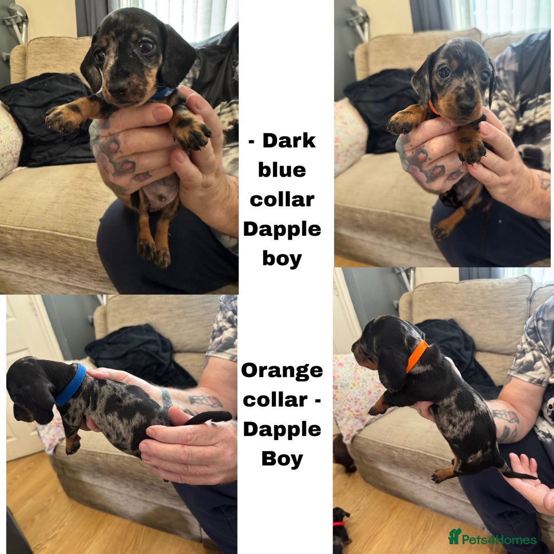 Miniature Dachshund dogs for sale: Miniature Dachshunds  - Image 3