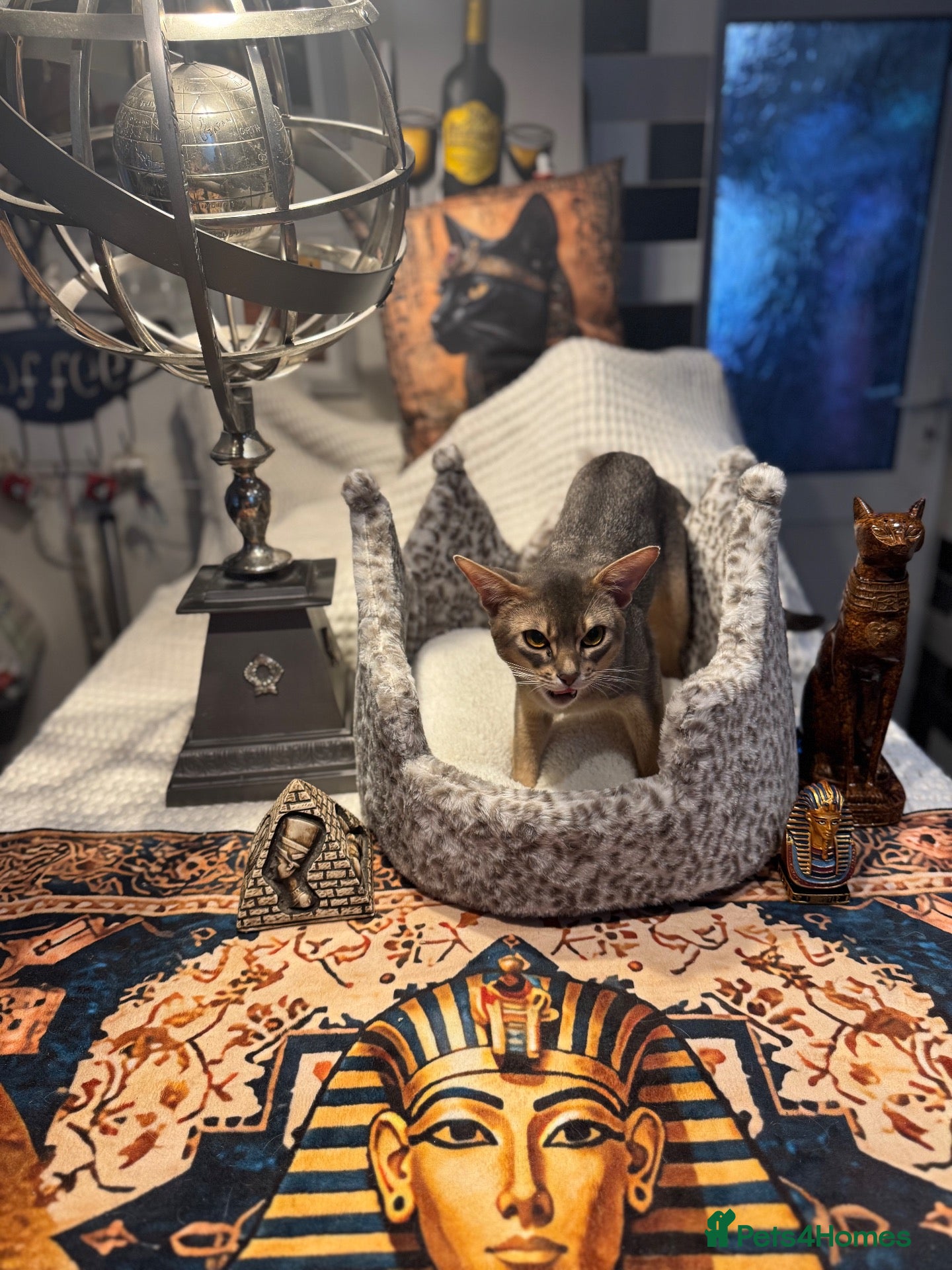 Abyssinian cats Grand Champion blue Abby. Atlantis - Advert 2