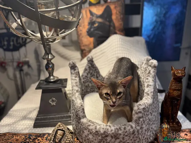 Abyssinian cats for stud: Grand Champion blue Abby. Atlantis - Advert 2