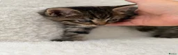 Mixed Breed cats for sale: Tabby male kittens  - Advert 18