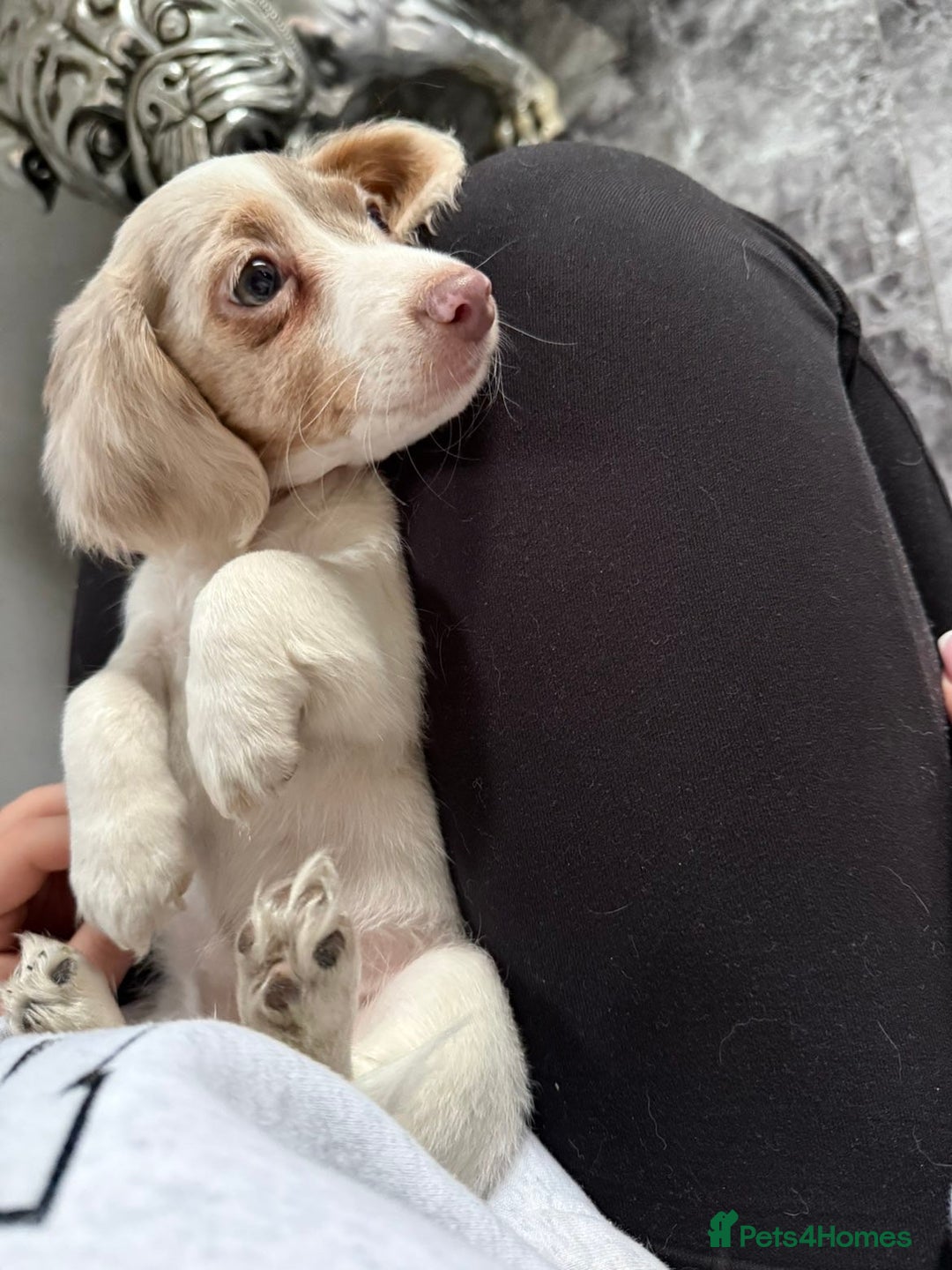 Miniature Dachshund dogs for sale: RE-OPENED AD 2x KC mini long haired 5* ready now  - Advert 4