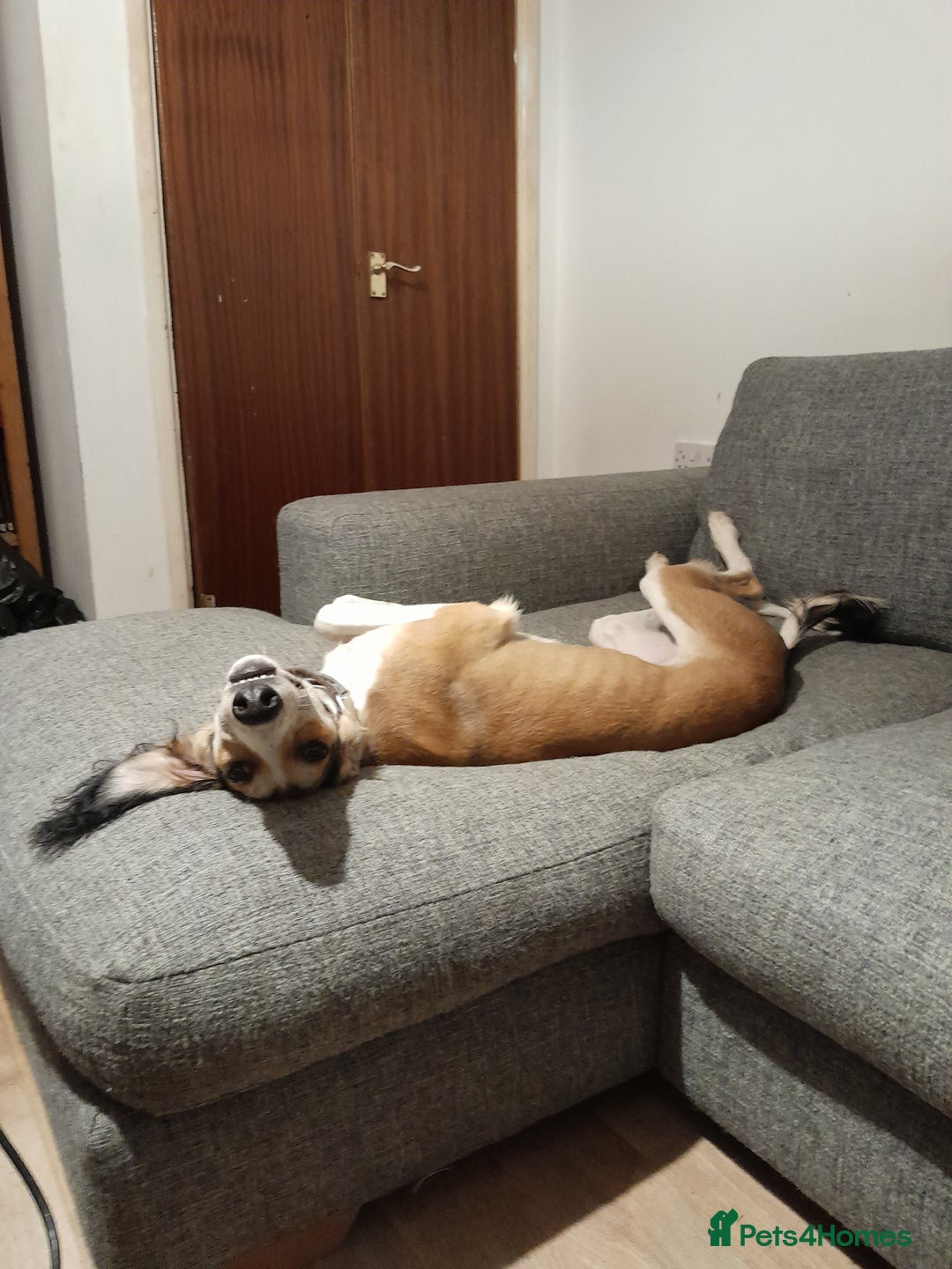 Saluki dogs for stud: KC Registered Saluki Stud in Liskeard - Advert 9