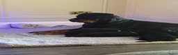 Rottweiler dogs for sale: Chunky Rottweilers  - Advert 1