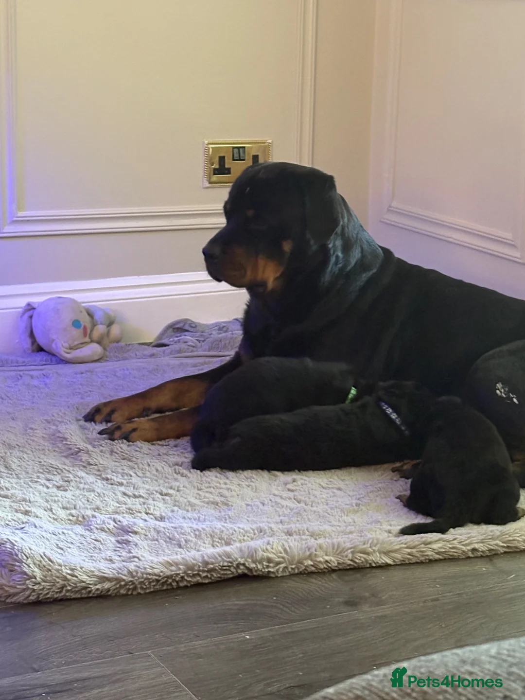 Rottweiler dogs for sale: Chunky Rottweilers  - Advert 1