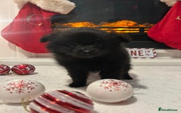 Pomeranian dogs for sale: POMERANIAN PUPPIES FOR SALE. BEAUTIFUL! - Advert 13