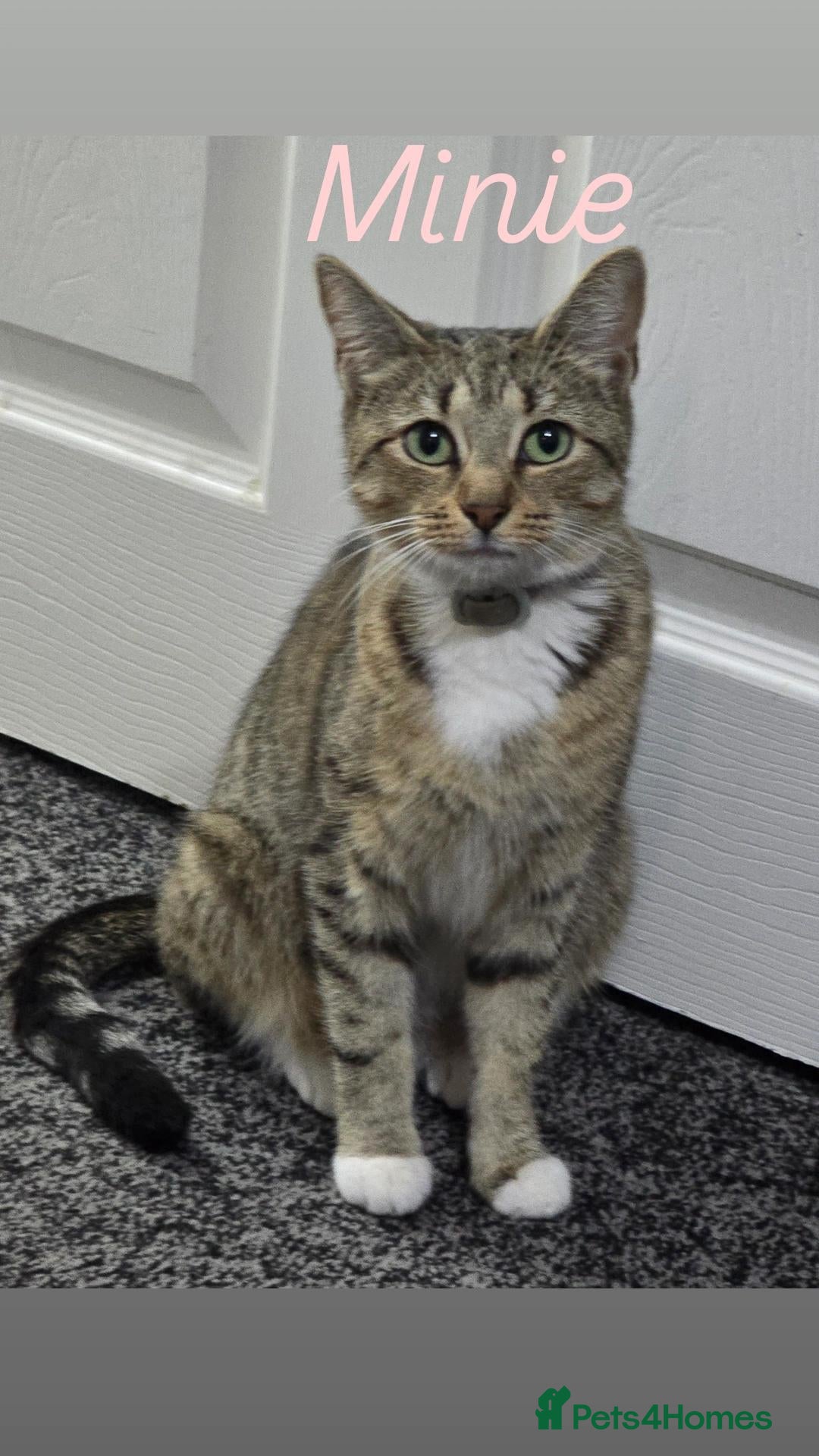 Mixed Breed cats  **   - Advert 6