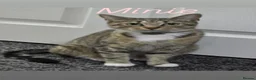 Mixed Breed cats for sale:  **   in Rotherham - Advert 1