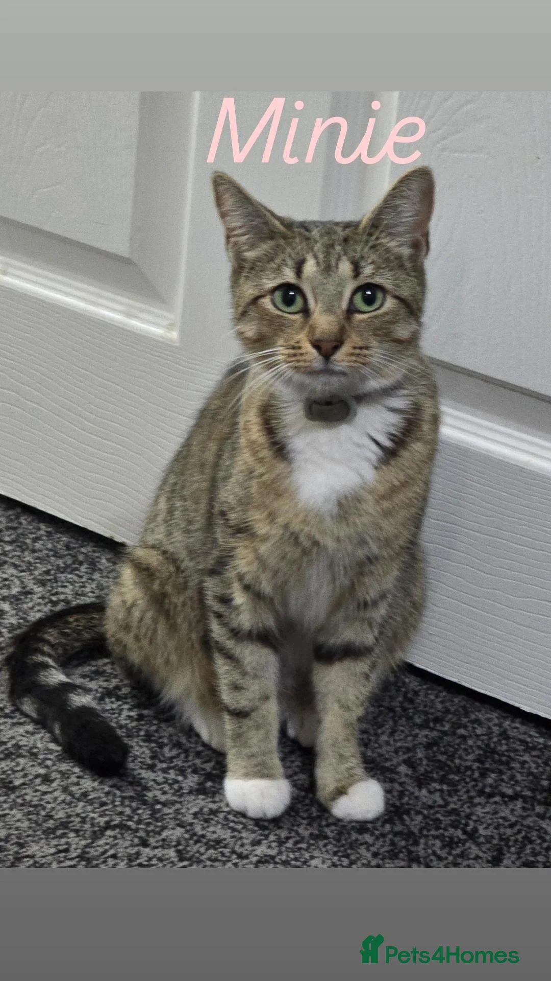 Mixed Breed cats for sale:  **   in Rotherham - Advert 1