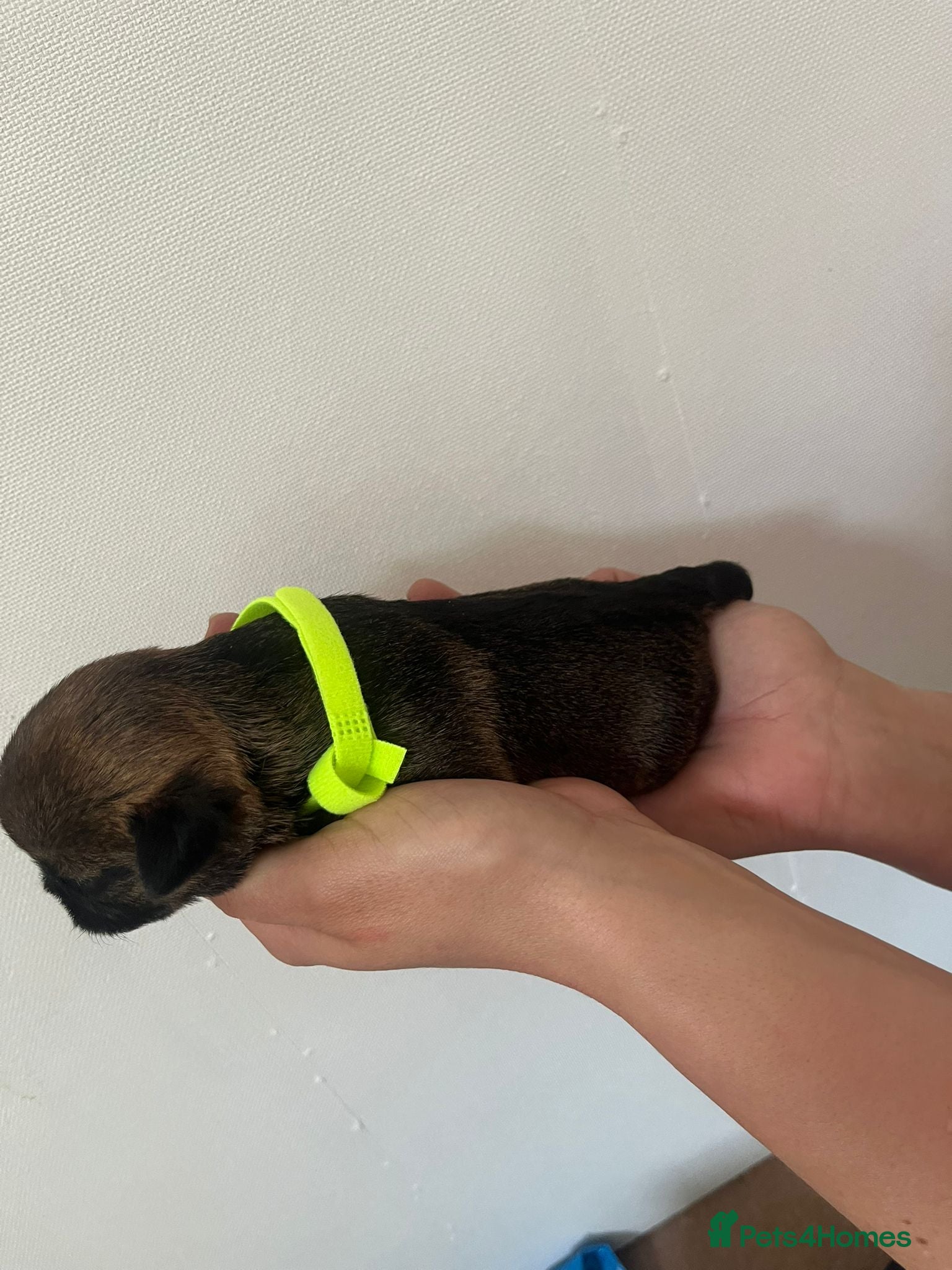 Border Terrier dogs for sale: Pedigree Border Terrier Puppies - Advert 21