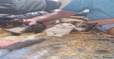 Mixed Breed cats - Advert 12