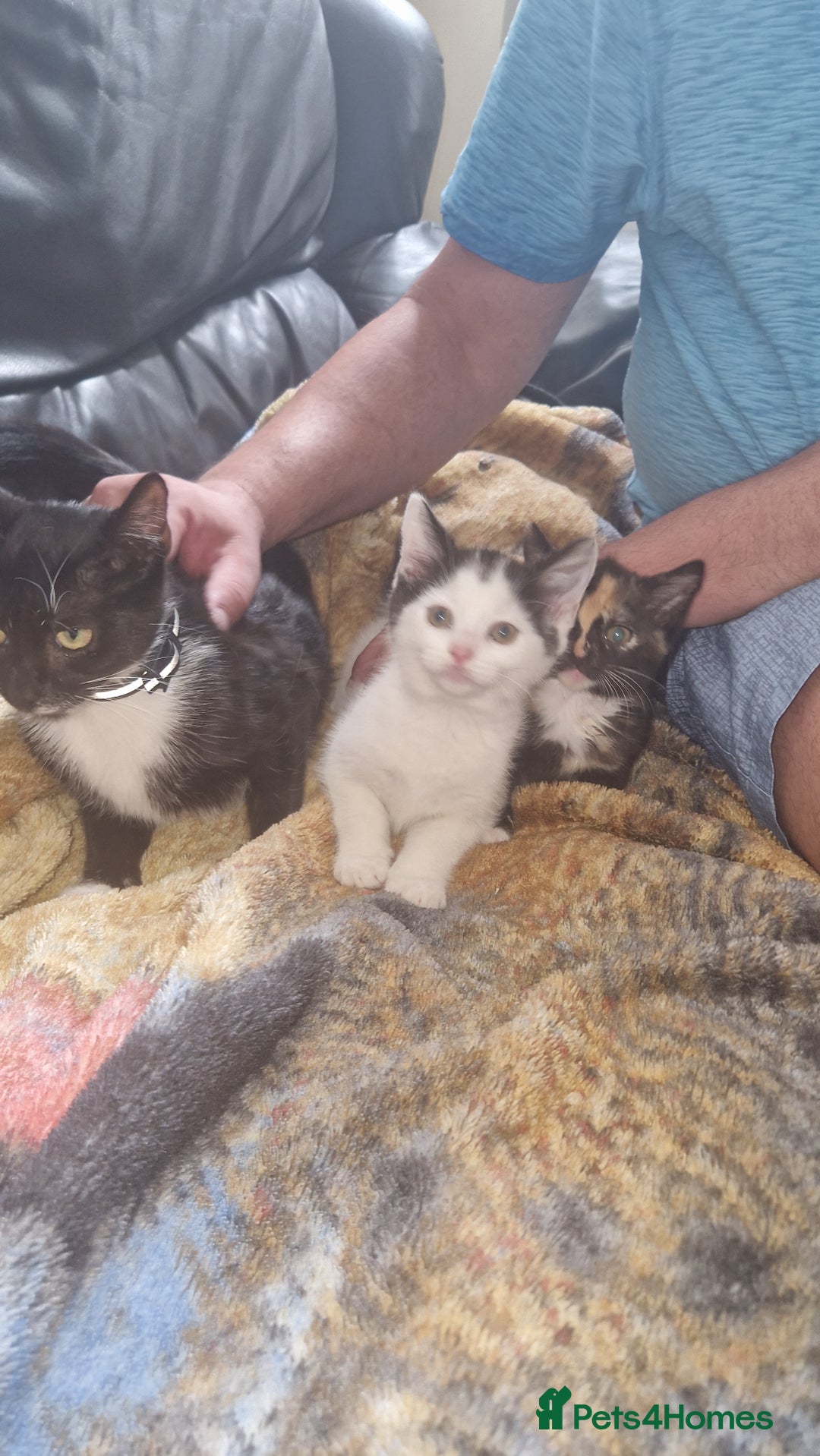 Mixed Breed cats for sale: Kittens for sale  - Image 3