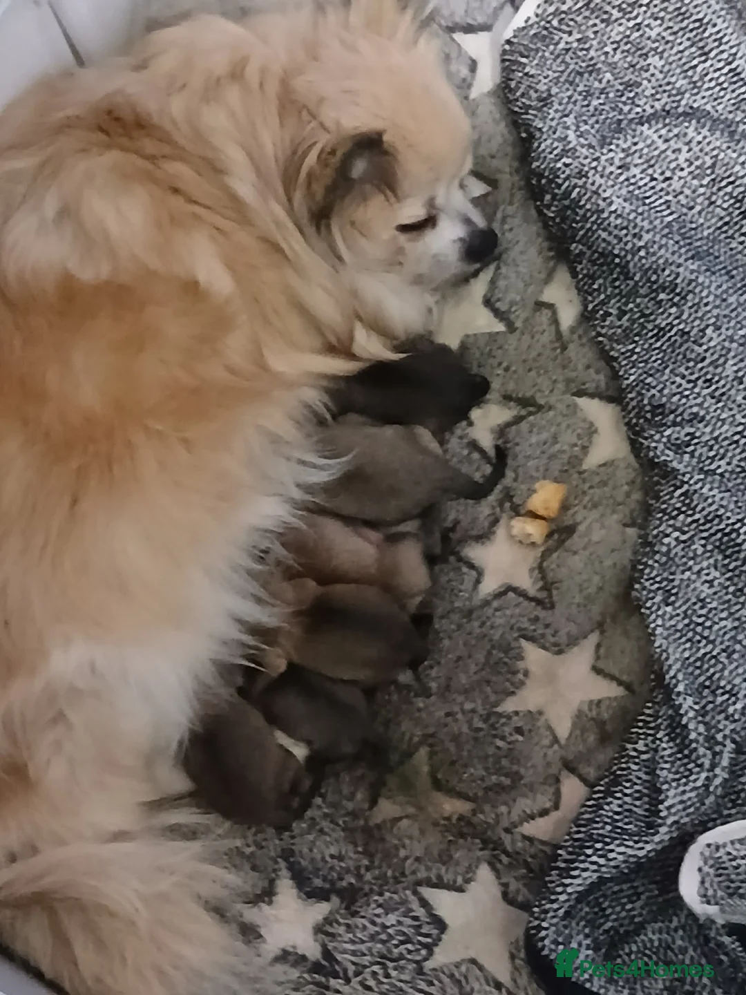 Pomchi dogs for sale: Pomeranian puppies  - Advert 16