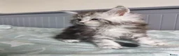Maine Coon cats for sale: Pure Maine coons kittens ❤️❤️  - Advert 11