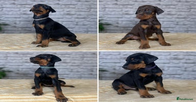 Dobermann dogs - Advert 2