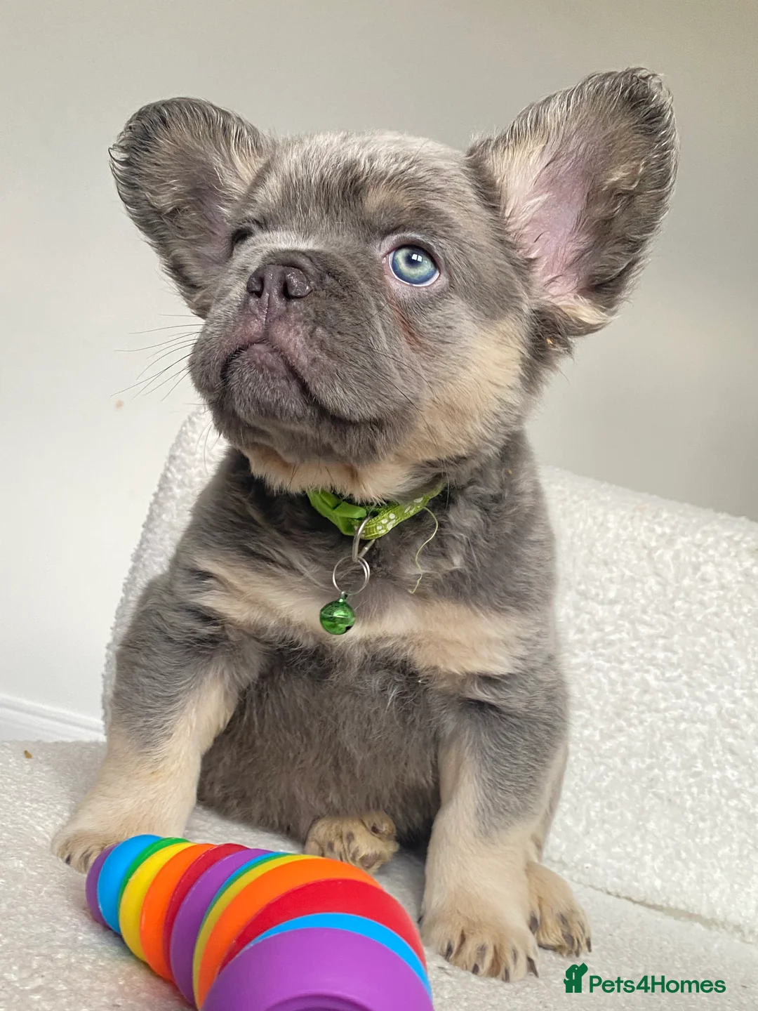 French Bulldog dogs for sale: FULL FLUFFY FRENCH BULLDOG  - Advert 1