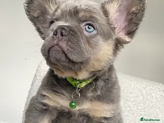 French Bulldog dogs FULL FLUFFY FRENCH BULLDOG - Advert 1