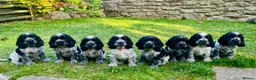 Cocker Spaniel dogs for sale: Ready now KC Cocker Spaniel Boy - Advert 5