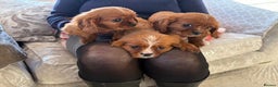 Cavalier King Charles Spaniel dogs for sale: Cavalier King Charles pups  - Advert 19