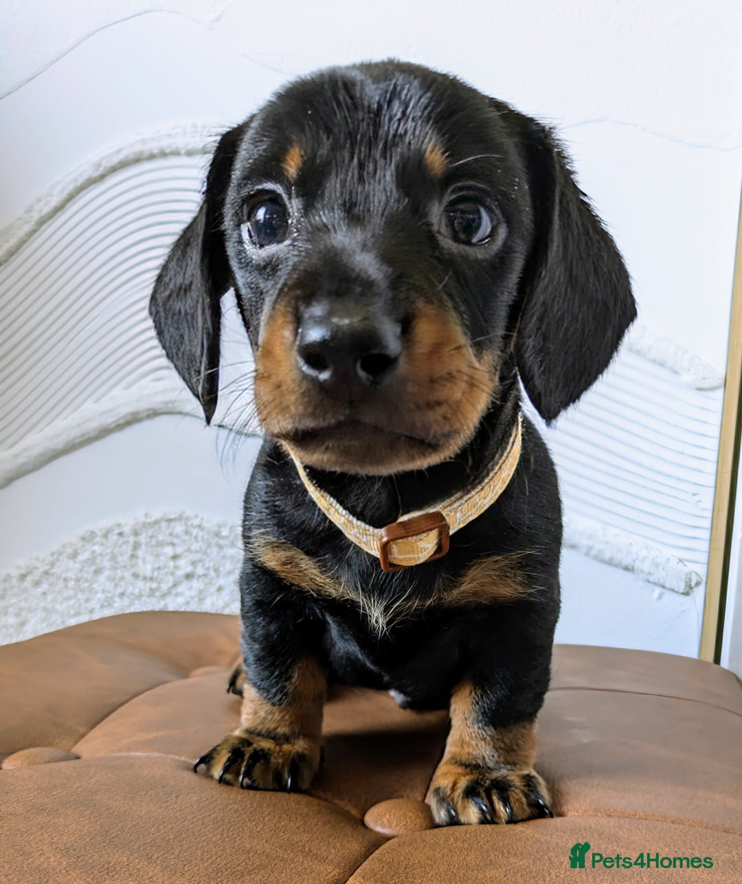 Miniature Dachshund dogs for sale: Miniature Dachshund Puppies  - Image 11