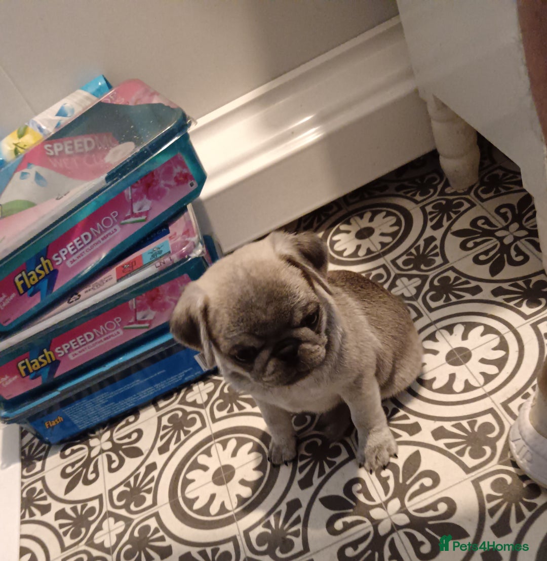Pug dogs for sale: Stunning Male pug pups - Image 6