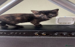 Ragdoll cats for sale: 3 ragdoll cross kittens  - Advert 9