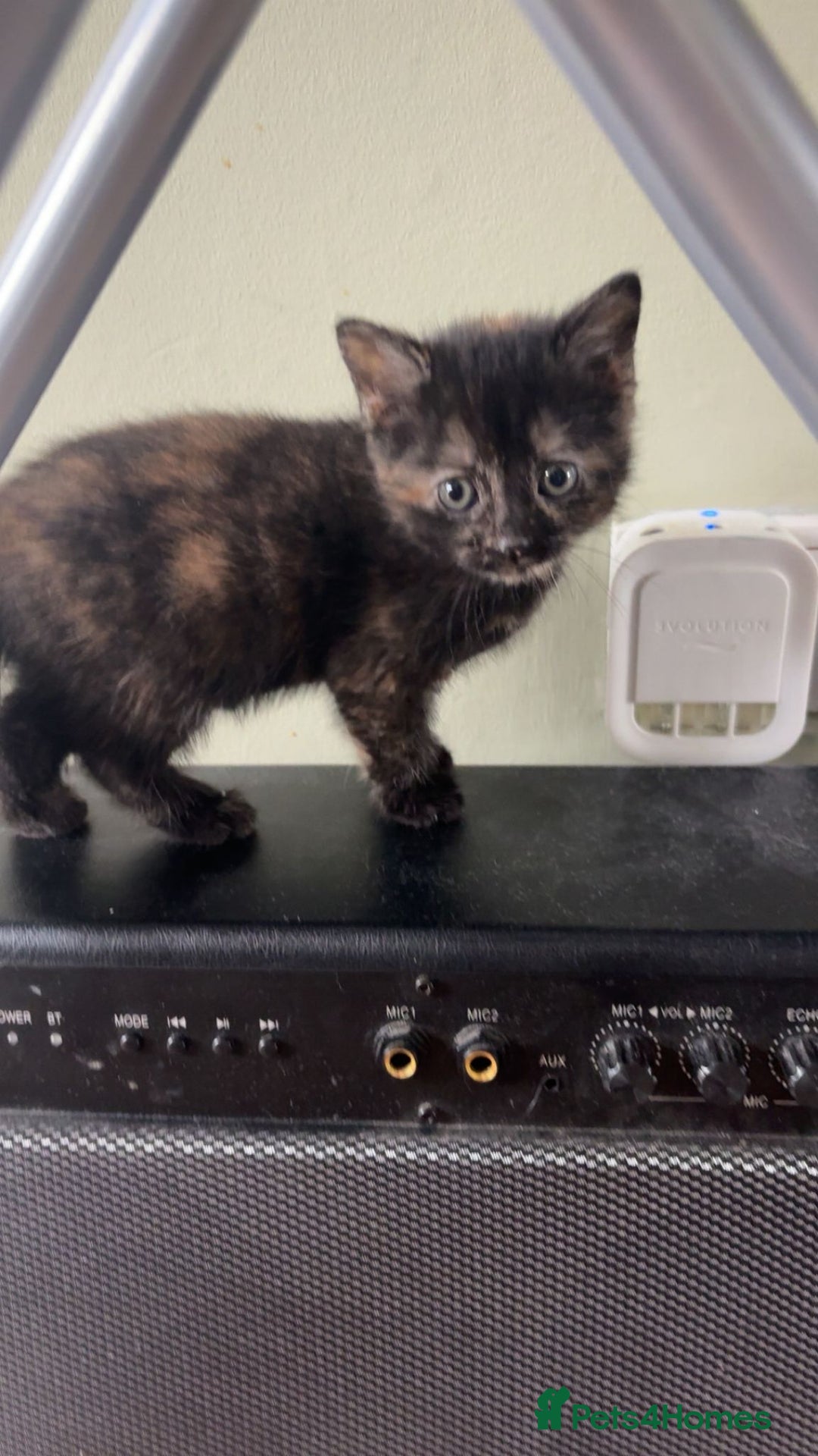 Ragdoll cats for sale: 3 ragdoll cross kittens  - Advert 9