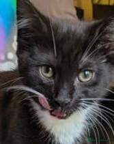 Mixed Breed cats Dame Cat Sue Curry (Susan) - Advert 2