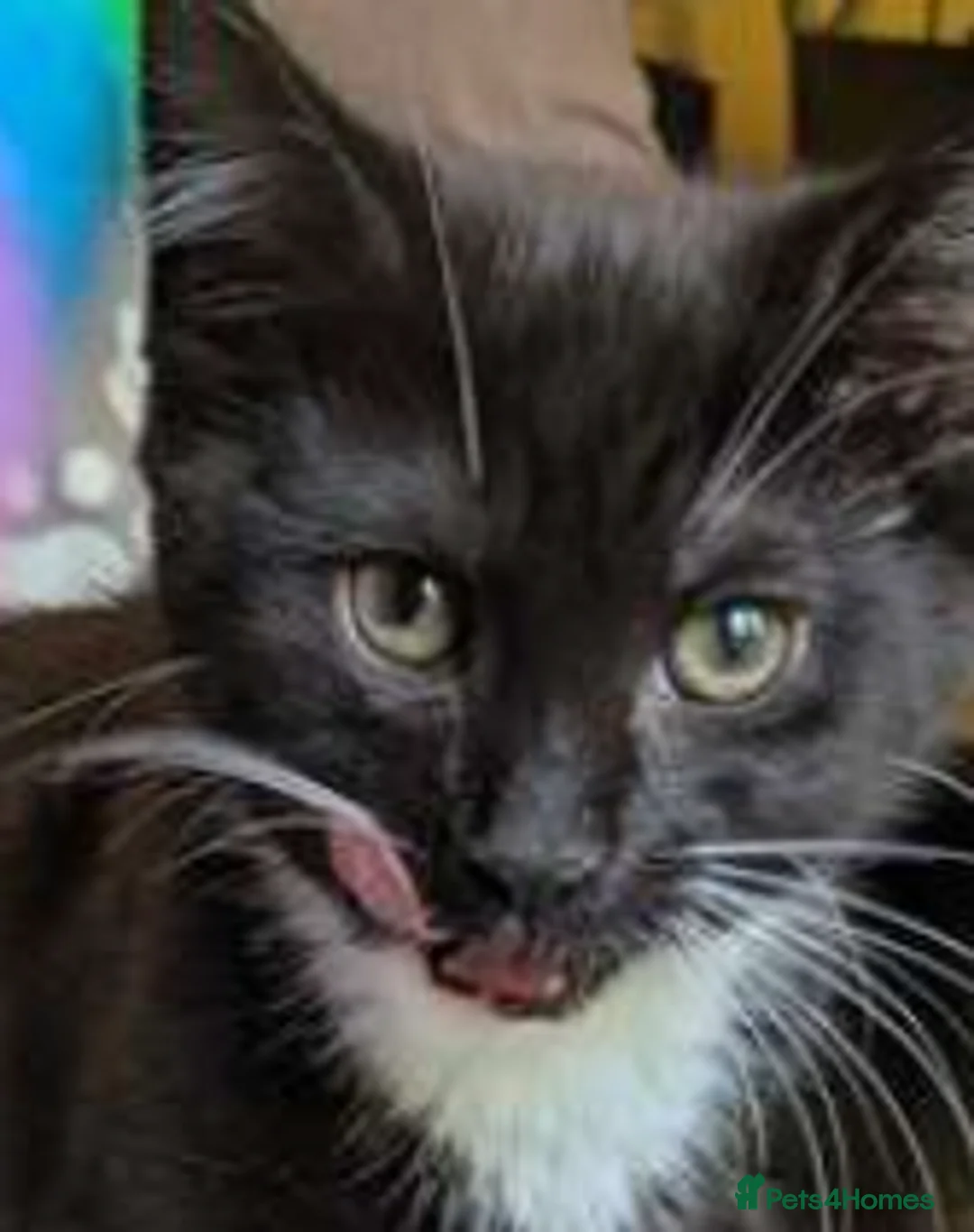 Mixed Breed cats for adoption: Dame Cat Sue Curry (Susan) - Advert 1