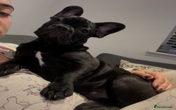 French Bulldog dogs for sale: French Bulldog Puppy 4 Months Old Girl   - Advert 1