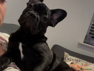 French Bulldog dogs - Advert 24