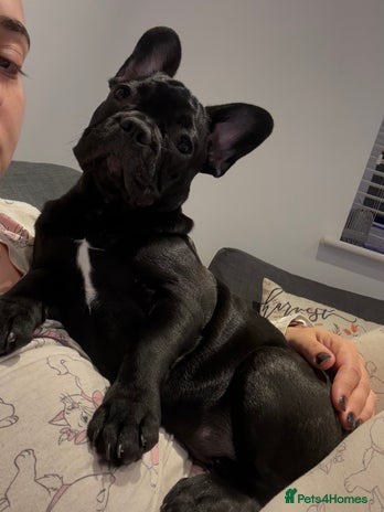 French Bulldog dogs - Advert 17