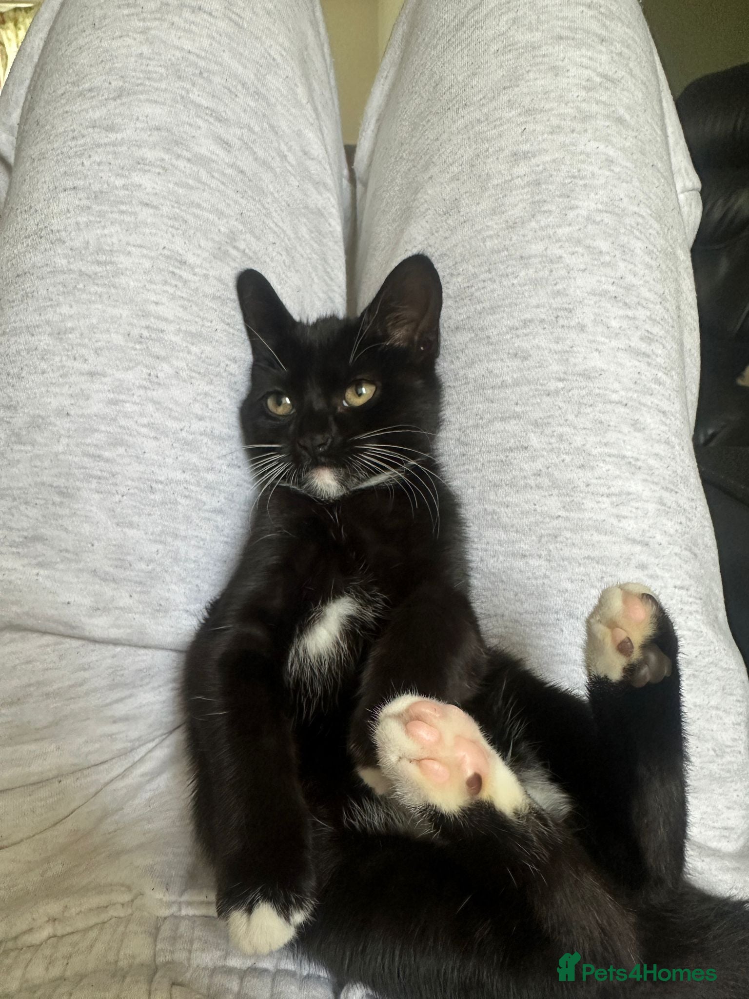 Mixed Breed cats Cat for for sale  - Advert 4