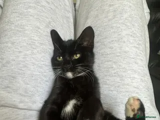 Mixed Breed cats Cat for for sale - Advert 4