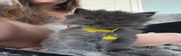 Persian cats for sale: 5 amazing persian kittens ready soon - Advert 22