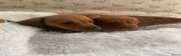 Miniature Dachshund dogs for sale: Miniature dapple dachshund puppies for sale  - Advert 10