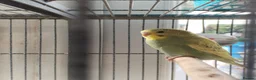 Budgerigars birds for sale: Beautiful baby budgies  - Advert 11