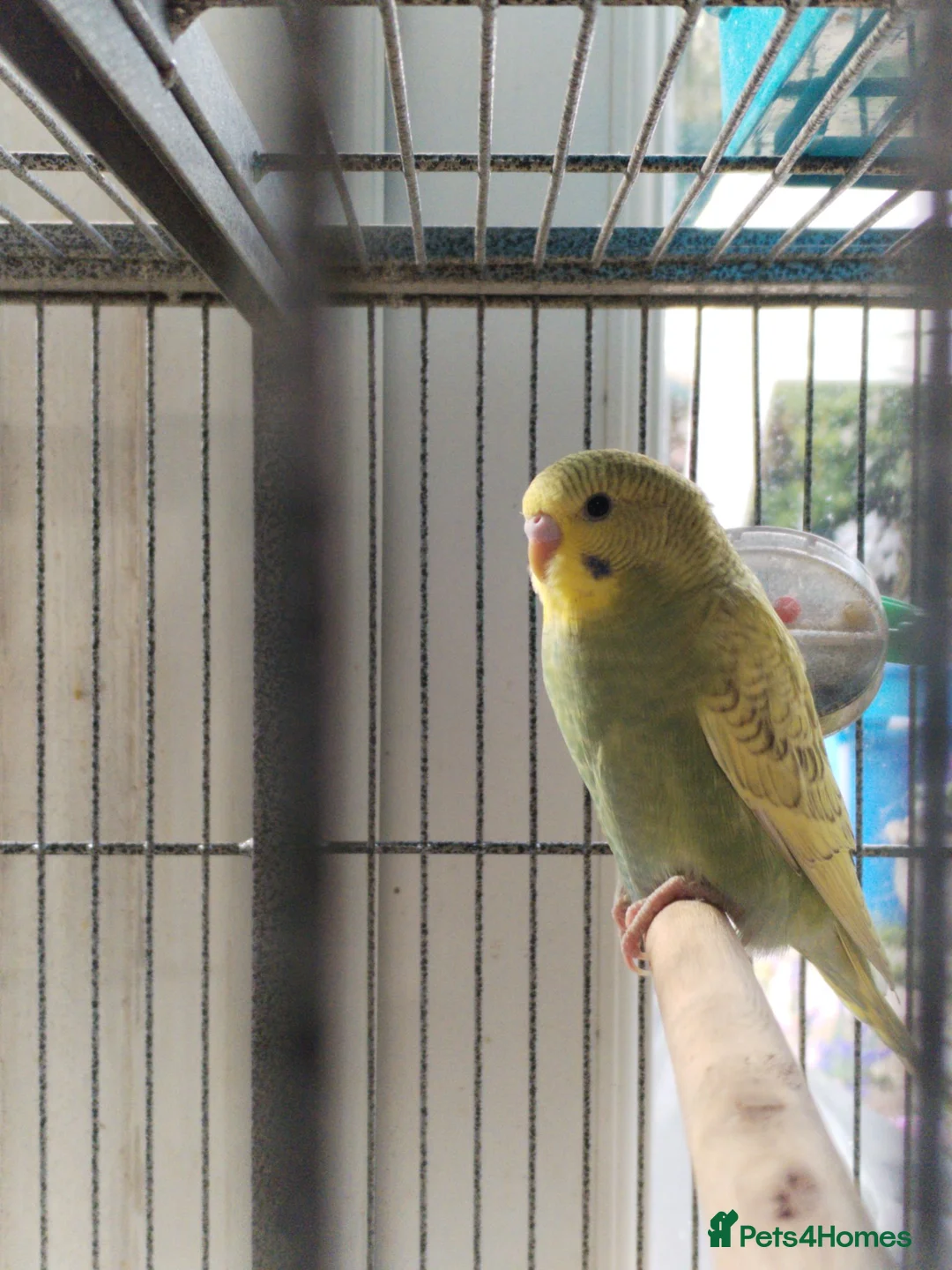 Budgerigars birds for sale: Beautiful baby budgies  - Advert 11