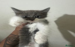 British Shorthair cats for sale: Three adorable kittens for sale £50 - Image 1