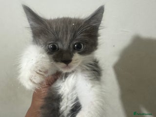 British Shorthair cats - Advert 33